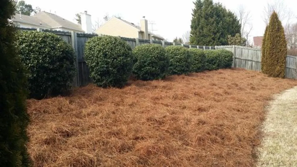 Affordable lawn care service in Charlotte, NC by Black Diamond Lawn Service