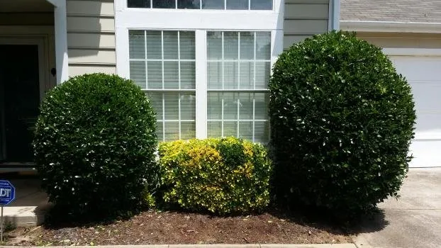 Reliable landscaping services near you across Charlotte, NC - Black Diamond Lawn Service