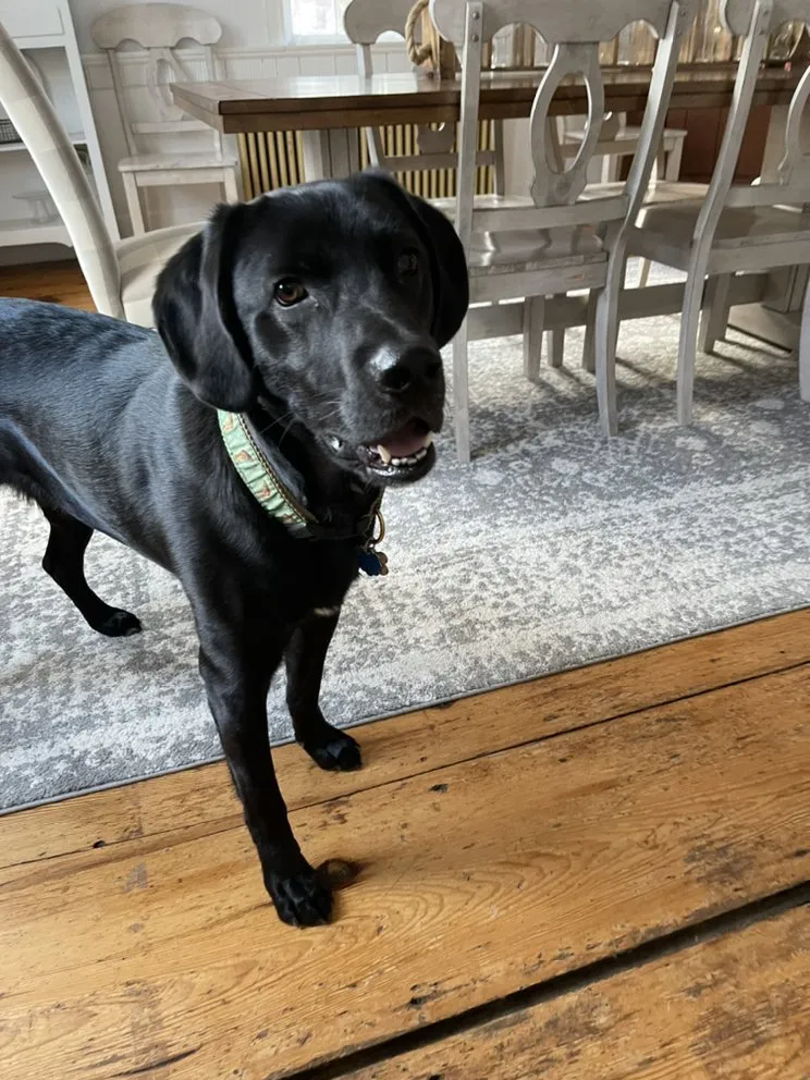 Expert lawn mowing service in Medway, MA by Black Dog Landscapes