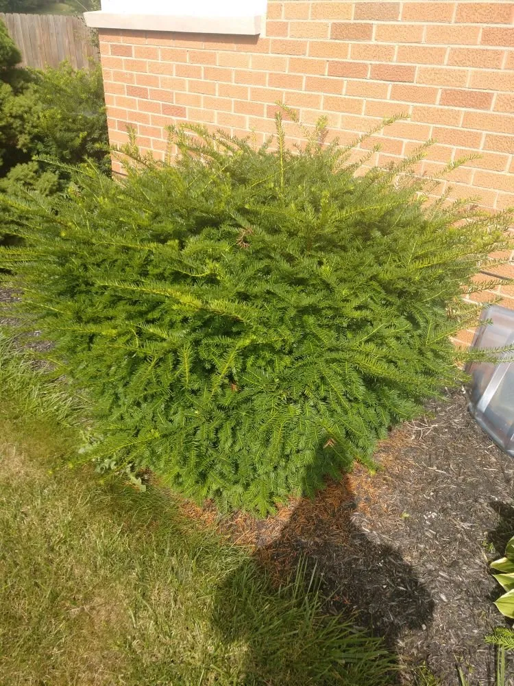 Reliable landscaping services with custom design across Mansfield, OH - Black Dog Property Management