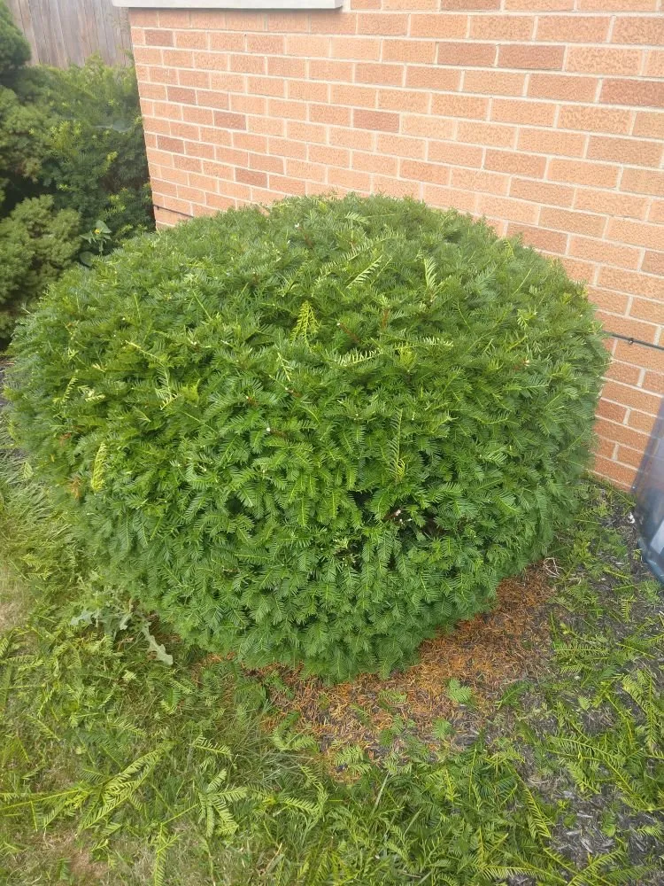 Expert garden landscaping in Mansfield, OH by Black Dog Property Management