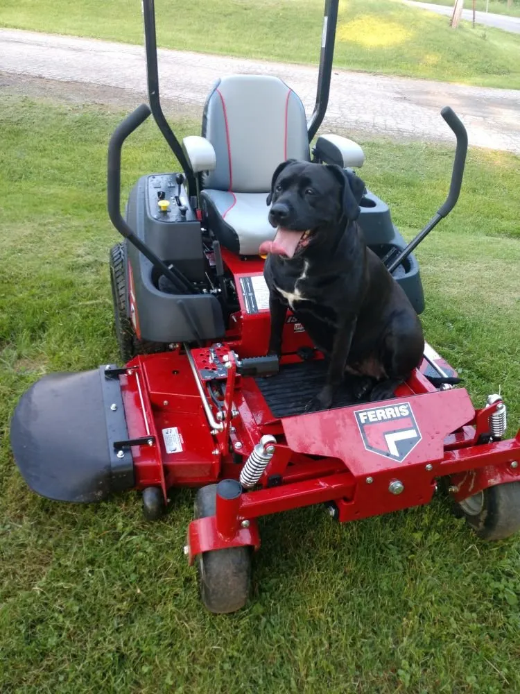 Reliable yard cleanup service experts serving Mansfield, OH - Black Dog Property Management