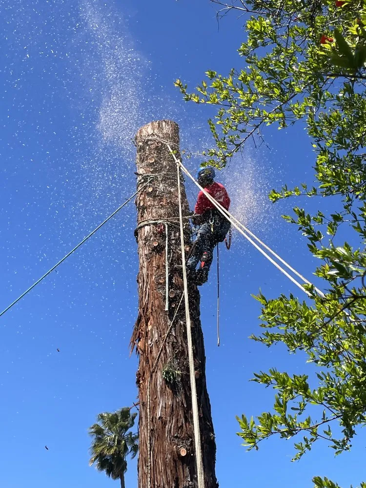 Reliable yard cleanup service for outdoor upgrades in Healdsburg, CA by Black Forest Enterprise