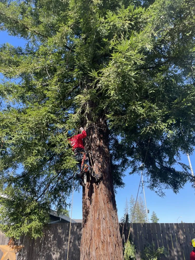 Custom lawn care service experts serving Healdsburg, CA - Black Forest Enterprise