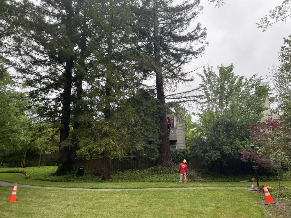 Trusted landscape design experts serving Healdsburg, CA - Black Forest Enterprise