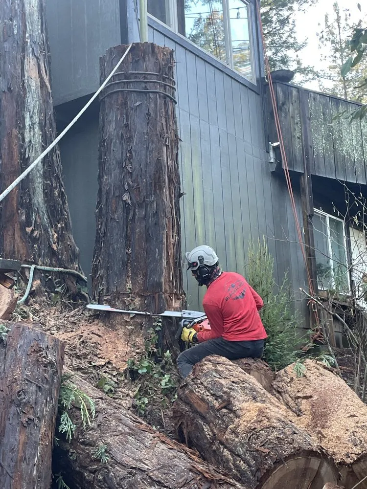 Reliable yard maintenance experts serving Healdsburg, CA - Black Forest Enterprise