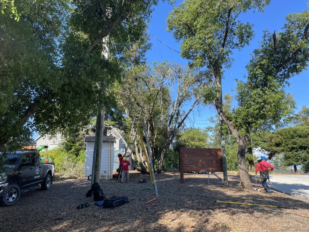 Affordable yard cleanup service in Healdsburg, CA - Black Forest Enterprise