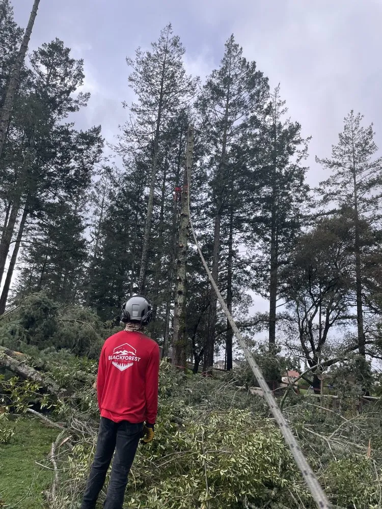 Reliable landscaping services experts serving Healdsburg, CA - Black Forest Enterprise