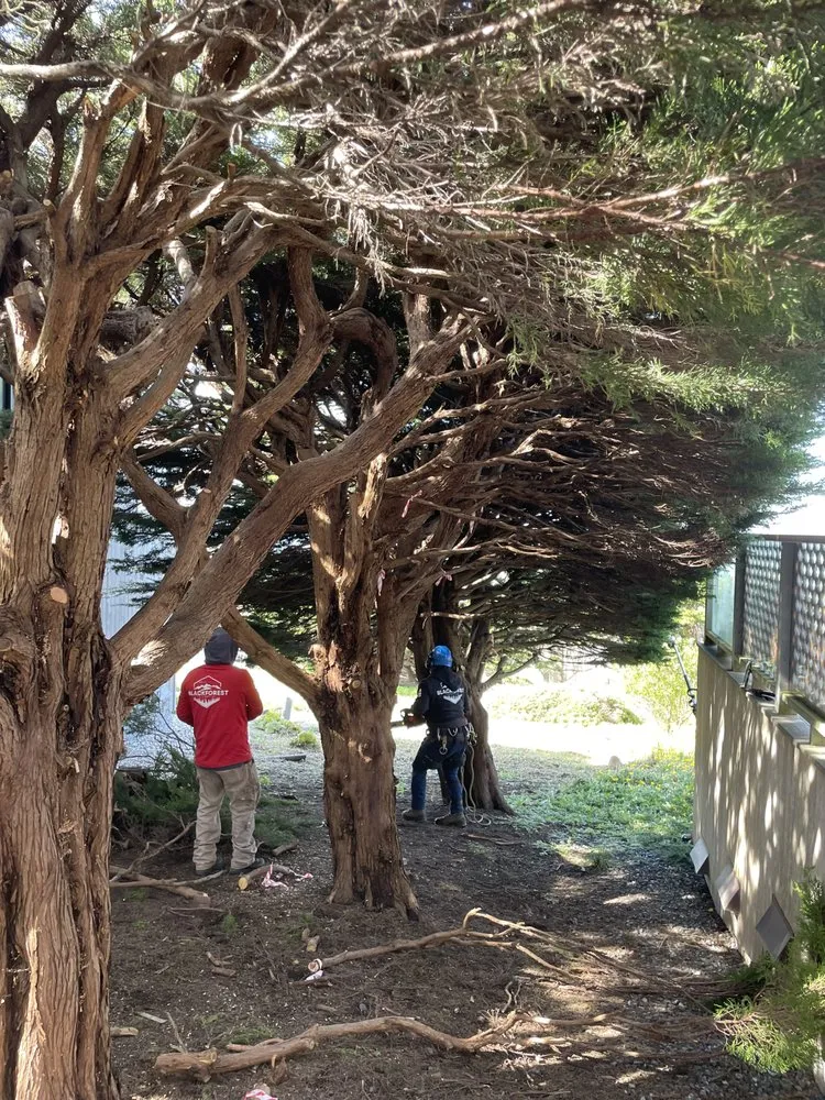 Custom landscape installation for homes across Healdsburg, CA - Black Forest Enterprise