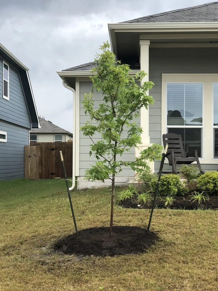 Professional landscaping services for beautiful yards across Austin, TX - Black Fox Outdoor Services