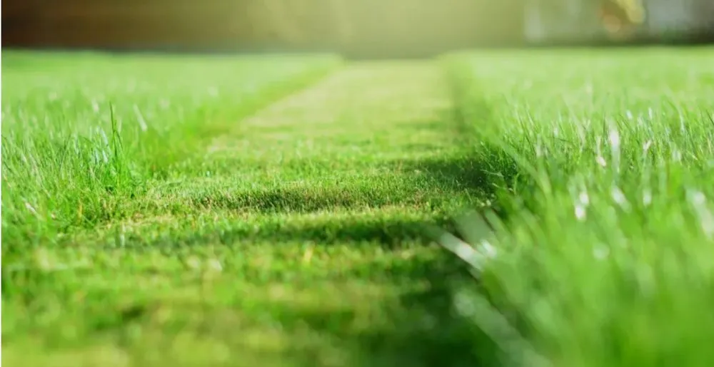 Top-rated yard cleanup service in Temple, TX - Black Jack Lawn