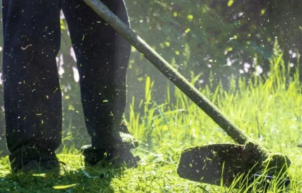 Black Jack Lawn Logo