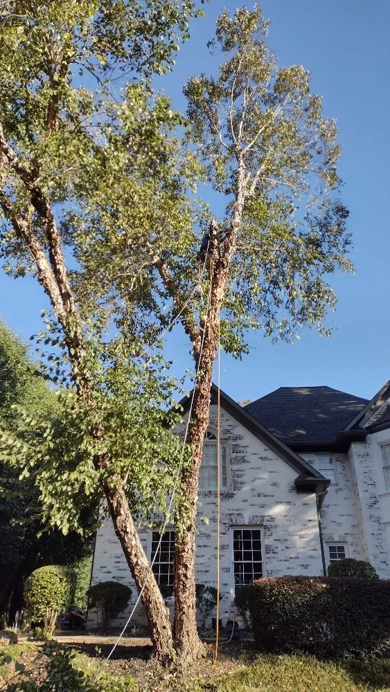 Professional yard maintenance in Marietta, GA - Black Label Tree