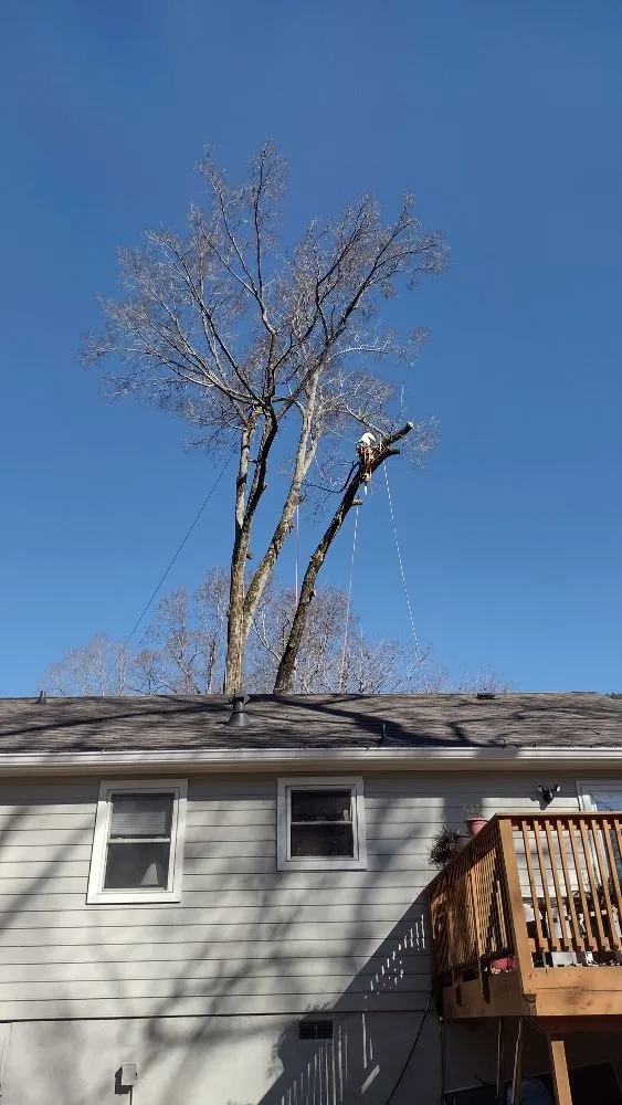 Trusted lawn mowing service in Marietta, GA - Black Label Tree