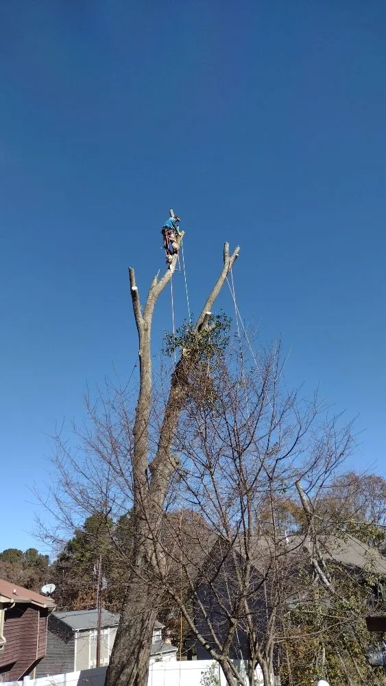 Local garden landscaping in Marietta, GA - Black Label Tree