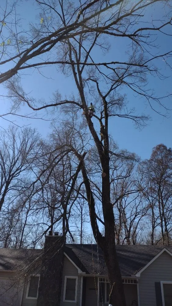 Expert outdoor landscaping in Marietta, GA by Black Label Tree