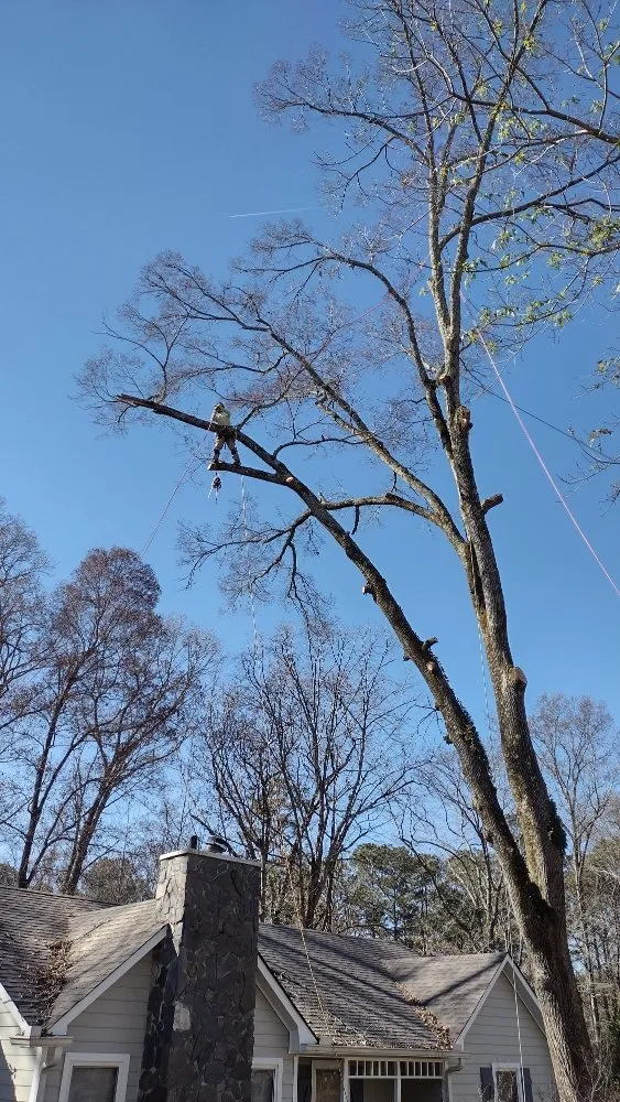 Top-rated yard maintenance in Marietta, GA by Black Label Tree