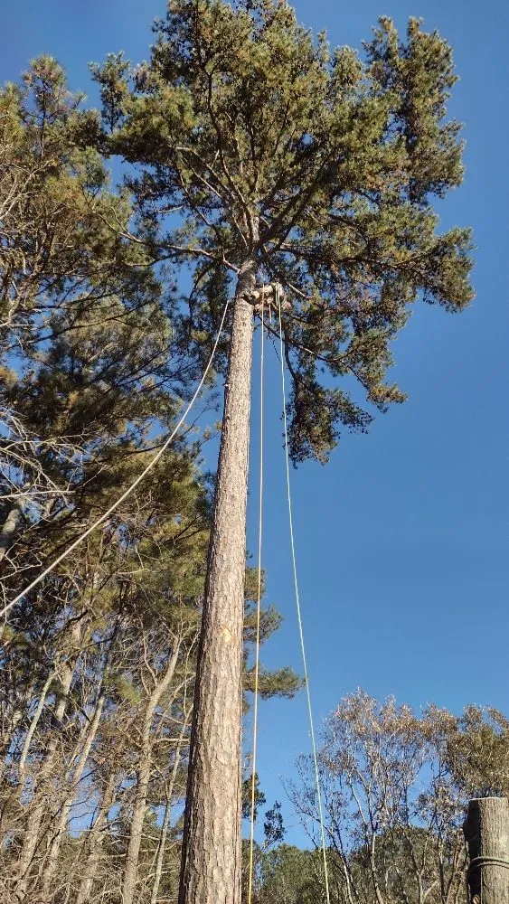 Local lawn care service near you in Marietta, GA by Black Label Tree