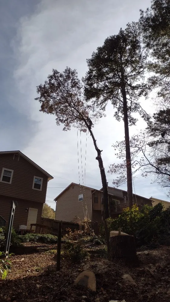 Professional landscape design for beautiful yards across Marietta, GA - Black Label Tree