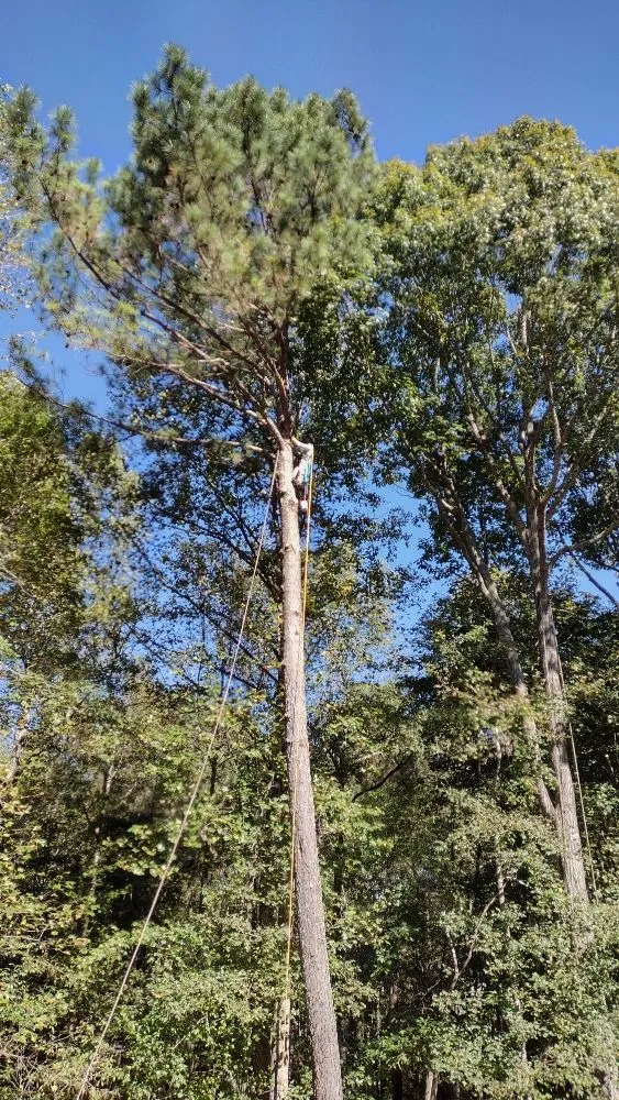 Top-rated residential landscaping experts serving Marietta, GA - Black Label Tree