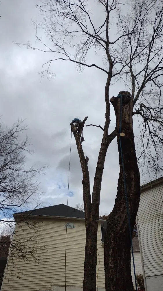 Professional landscape installation near you in Marietta, GA by Black Label Tree