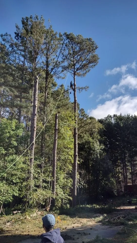 Top-rated landscape design in Marietta, GA - Black Label Tree