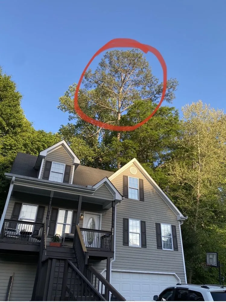 Reliable yard cleanup service in Marietta, GA by Black Label Tree