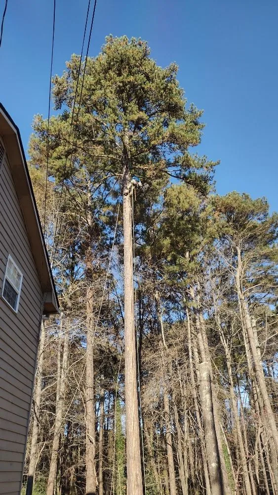 Professional landscape installation for beautiful yards across Marietta, GA - Black Label Tree