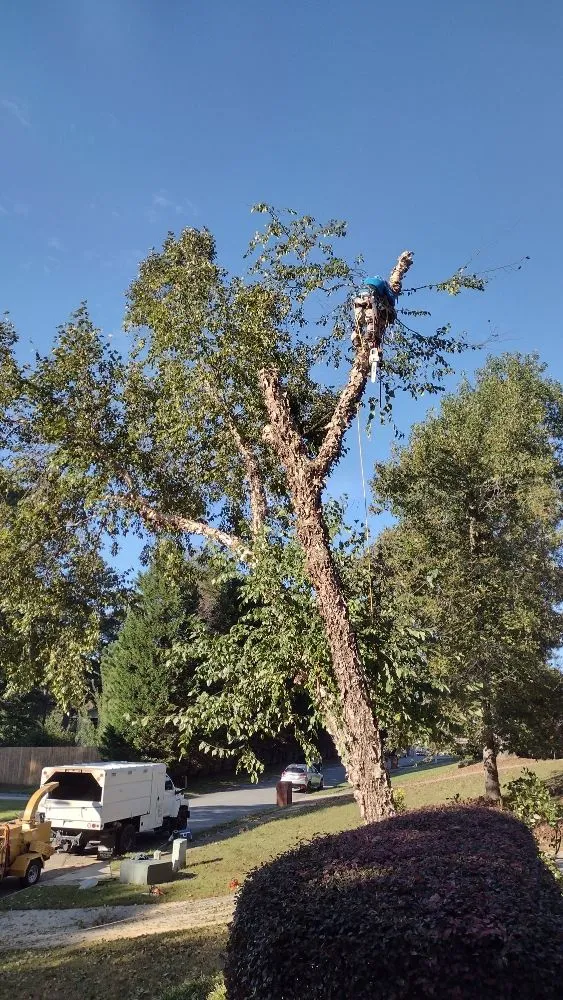 Affordable landscape installation experts serving Marietta, GA - Black Label Tree