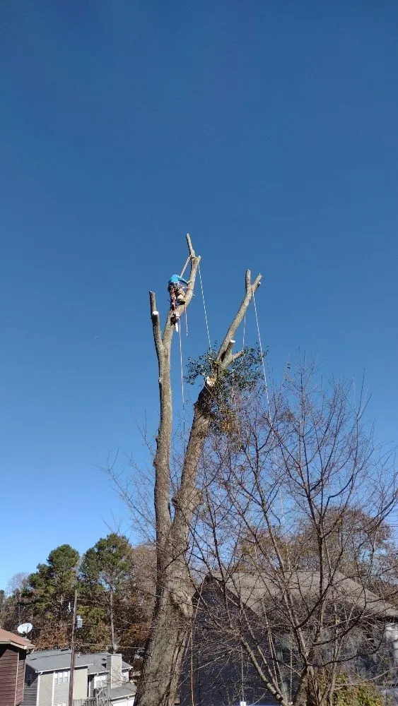 Trusted lawn care service experts serving Marietta, GA - Black Label Tree