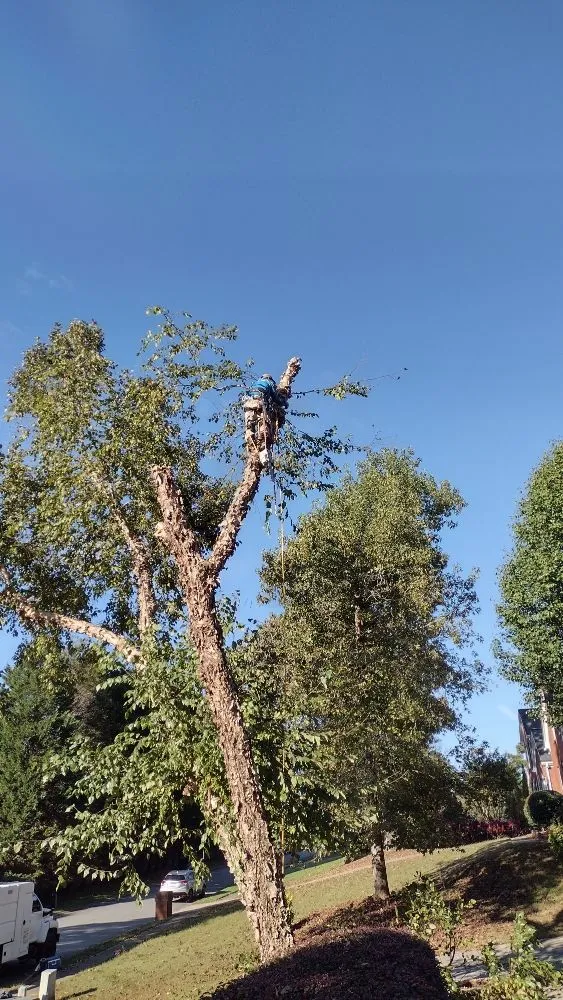 Local outdoor landscaping for year-round maintenance in Marietta, GA by Black Label Tree