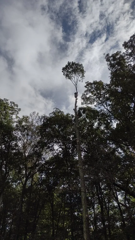 Reliable landscaping services for outdoor upgrades in Marietta, GA by Black Label Tree