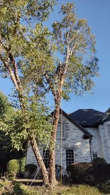 Black Label Tree Logo