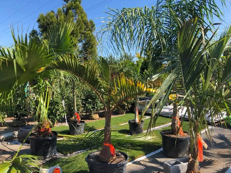 Custom yard maintenance for year-round maintenance across Mechanicsburg, PA - Black Landscape Contracting