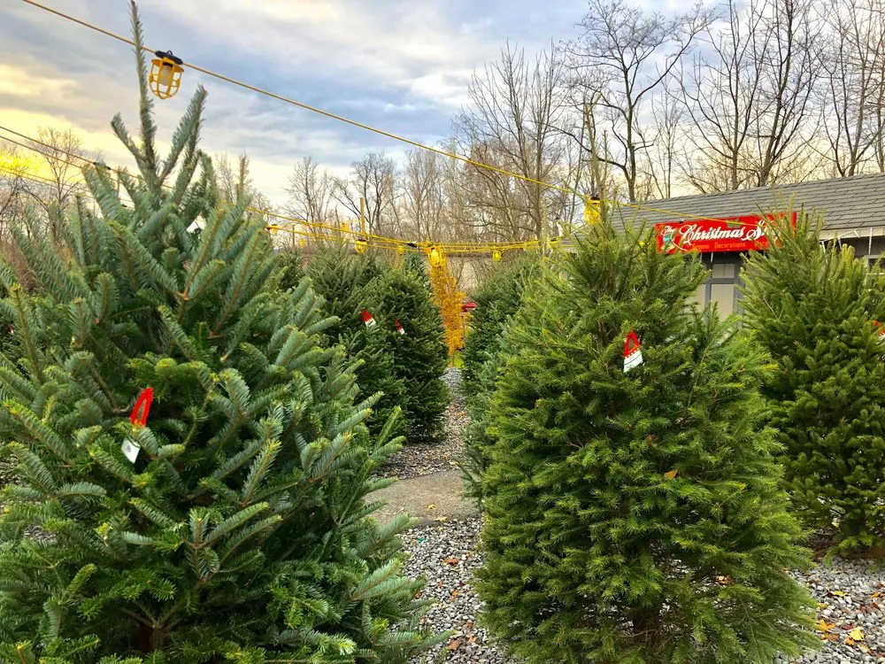 Reliable lawn mowing service in Mechanicsburg, PA by Black Landscape Contracting