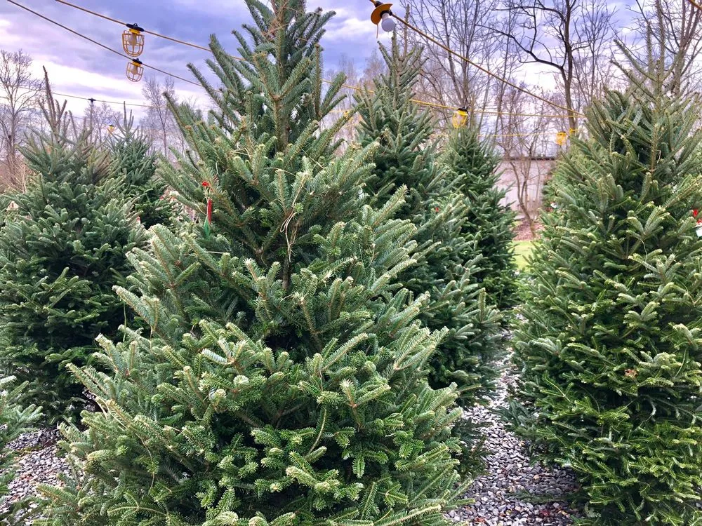 Top-rated yard maintenance for homes across Mechanicsburg, PA - Black Landscape Contracting