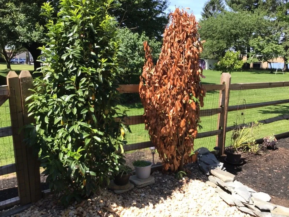 Trusted lawn care service experts serving Mechanicsburg, PA - Black Landscape Contracting