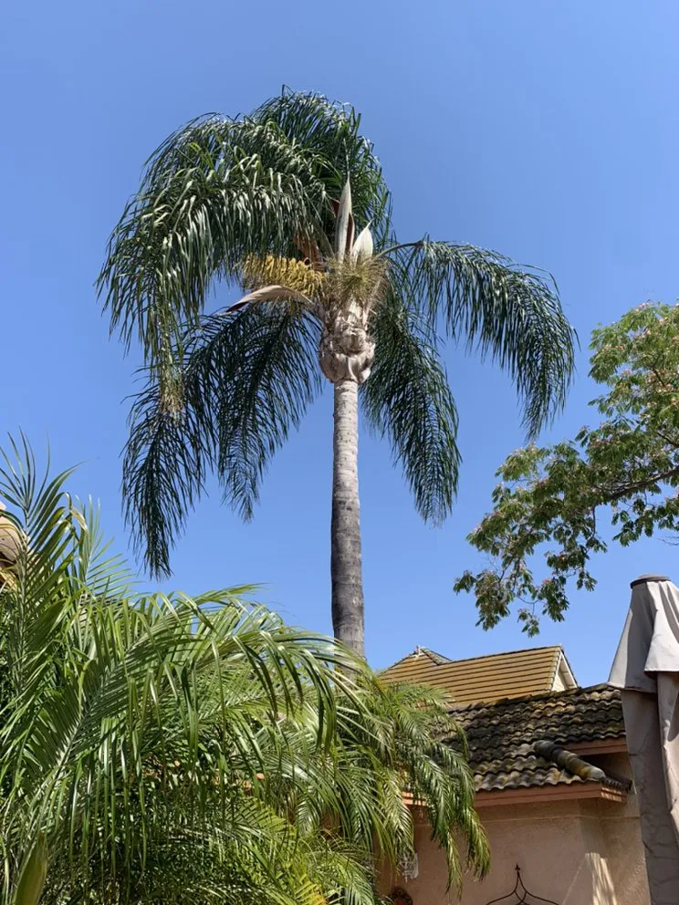 Expert landscape installation for homes in Moreno Valley, CA by Black Lion Landscaping