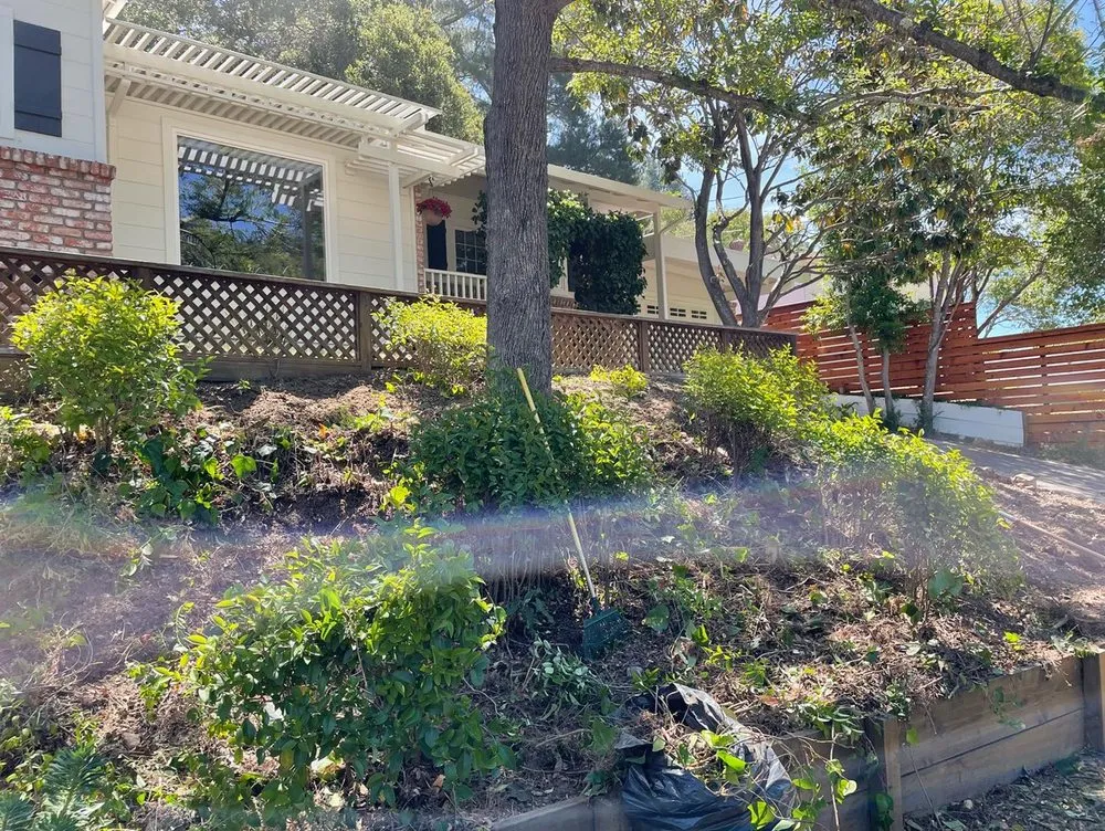 Professional landscape installation in Petaluma, CA - Black oak landscape