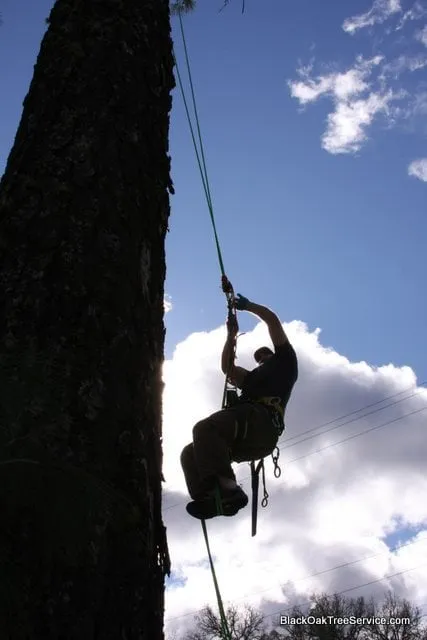 Trusted lawn care service for outdoor upgrades in Middletown, CA by Black Oak Tree Service