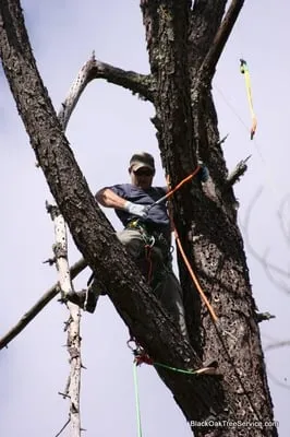 Black Oak Tree Service