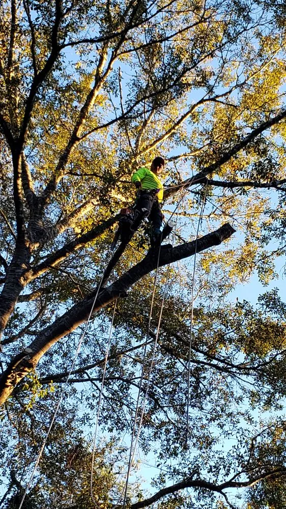 Top-rated garden landscaping in Manhattan, KS - Black Panther