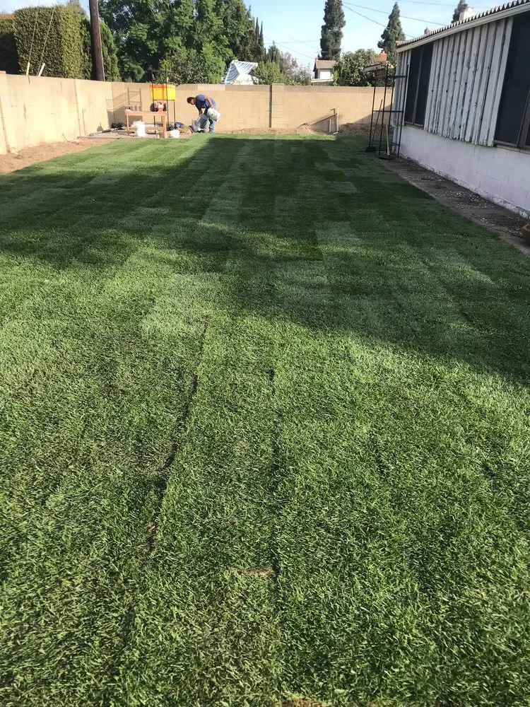 Local yard cleanup service for beautiful yards across Anaheim, CA - Black Panthers