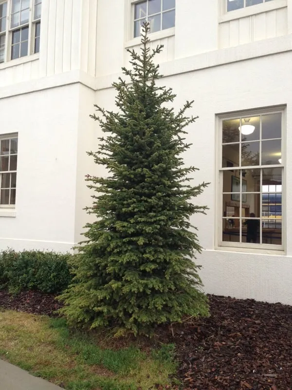 Reliable landscape design for beautiful yards in Anchorage, AK by Black Sands Corporation