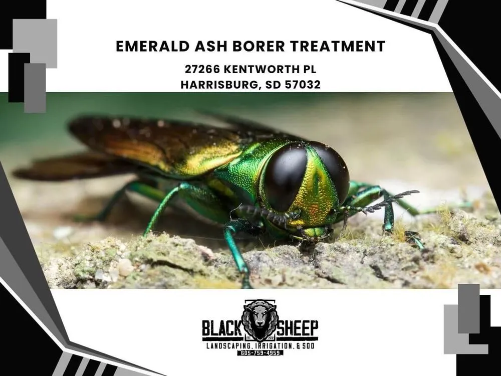 Local landscape design in Harrisburg, SD - Black Sheep Landscape