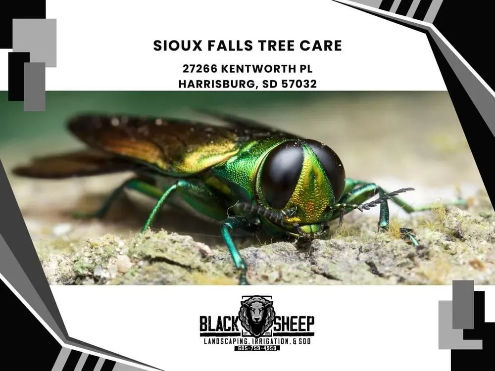 Local residential landscaping with custom design in Harrisburg, SD by Black Sheep Landscape