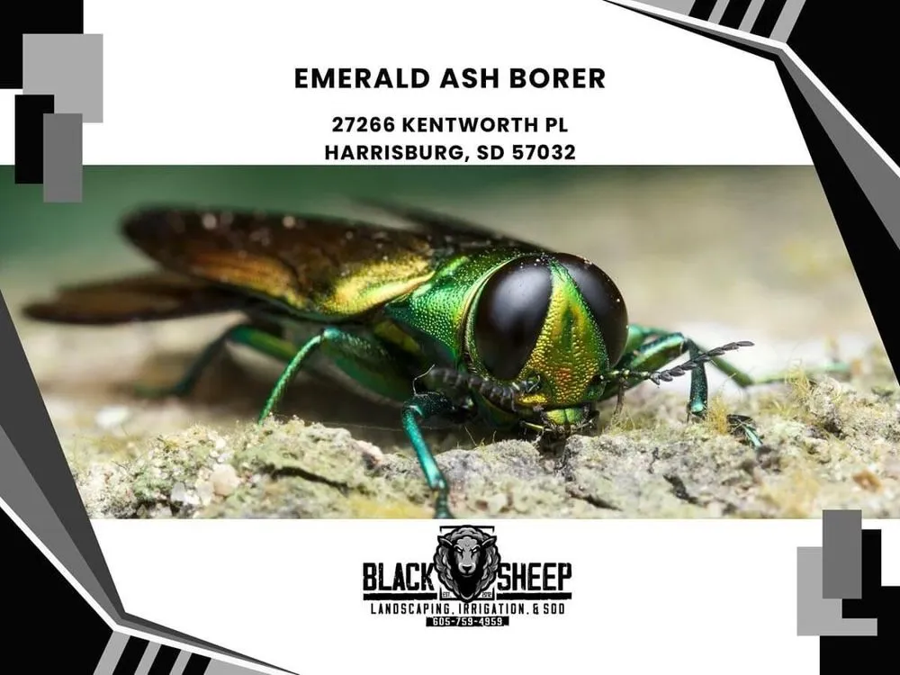 Professional yard maintenance in Harrisburg, SD - Black Sheep Landscape