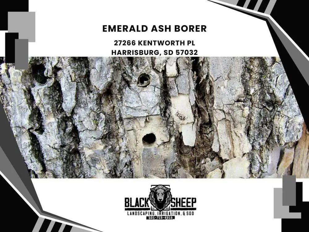 Professional outdoor landscaping for homes across Harrisburg, SD - Black Sheep Landscape