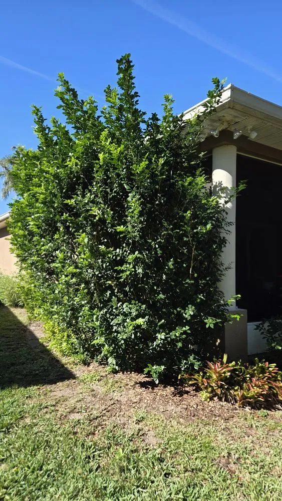 Trusted lawn mowing service for residential properties across Cocoa, FL - Black stallion tree service