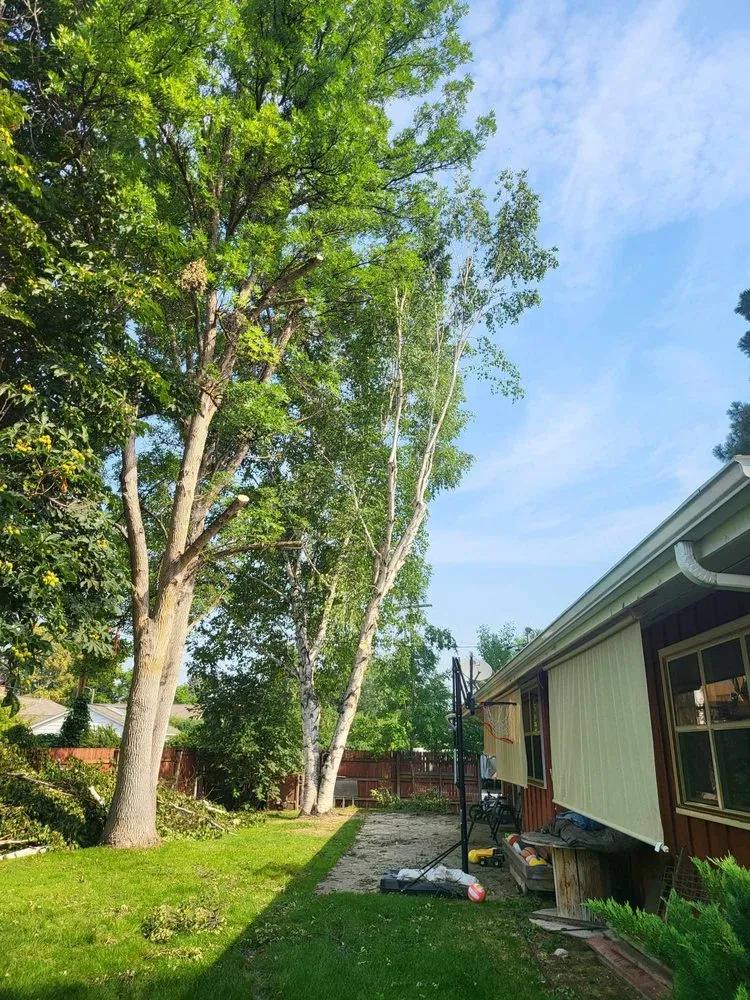 Affordable landscape installation in Corvallis, MT - Black Widow